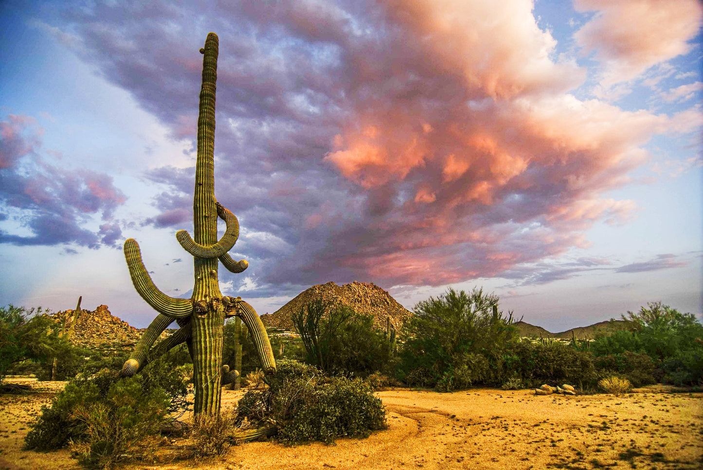 THE MAESTRO, Arizona, USA