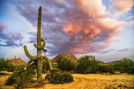 THE MAESTRO, Arizona, USA