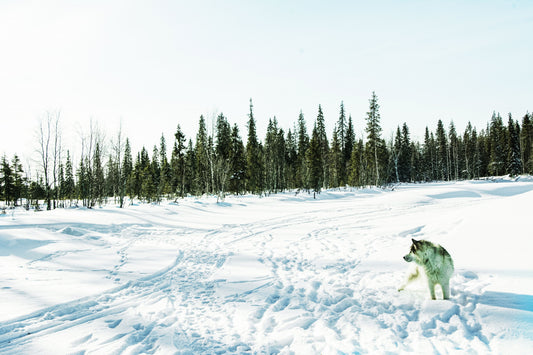Alessandra Mattanza | ATLAS, Lapland Finland. A region known for its vast subarctic wilderness. Available as an art print or as a photographic print on acrylic glass.