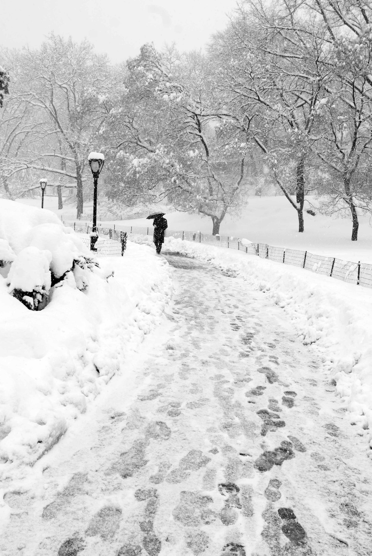 Alessandra Mattanza | GOING FORWARD, Central Park, New York. Braving the winter snows in New Yorks Central Park. Available as an art print or as a photographic print on acrylic glass.
