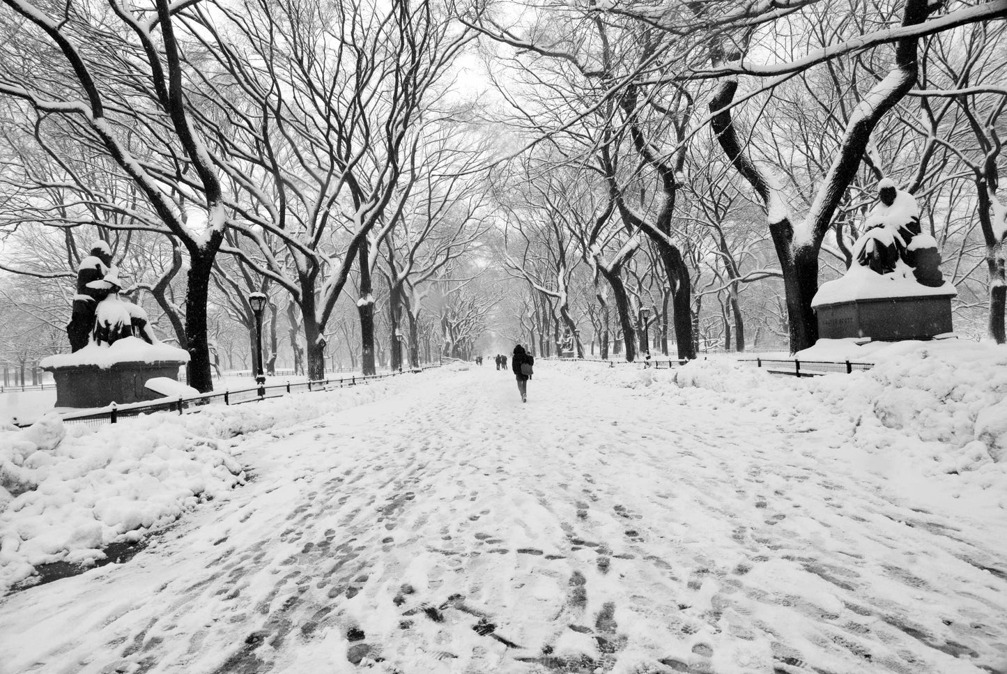 TOWARDS, Central Park, New York