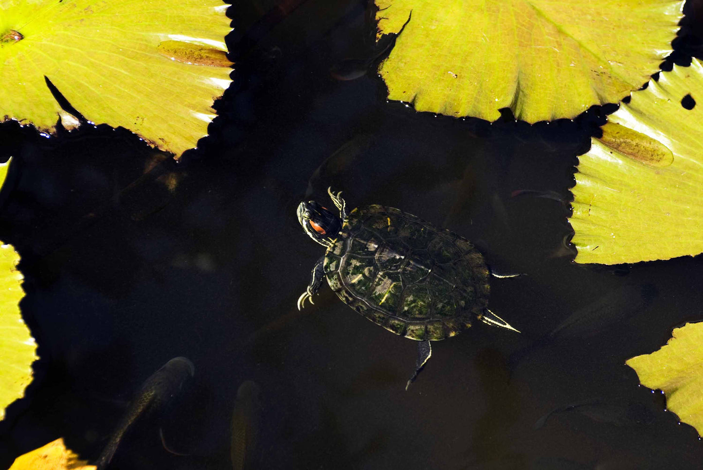 Alessandra Mattanza | ANIMALS "Incredible creatures, the perfect feeling"