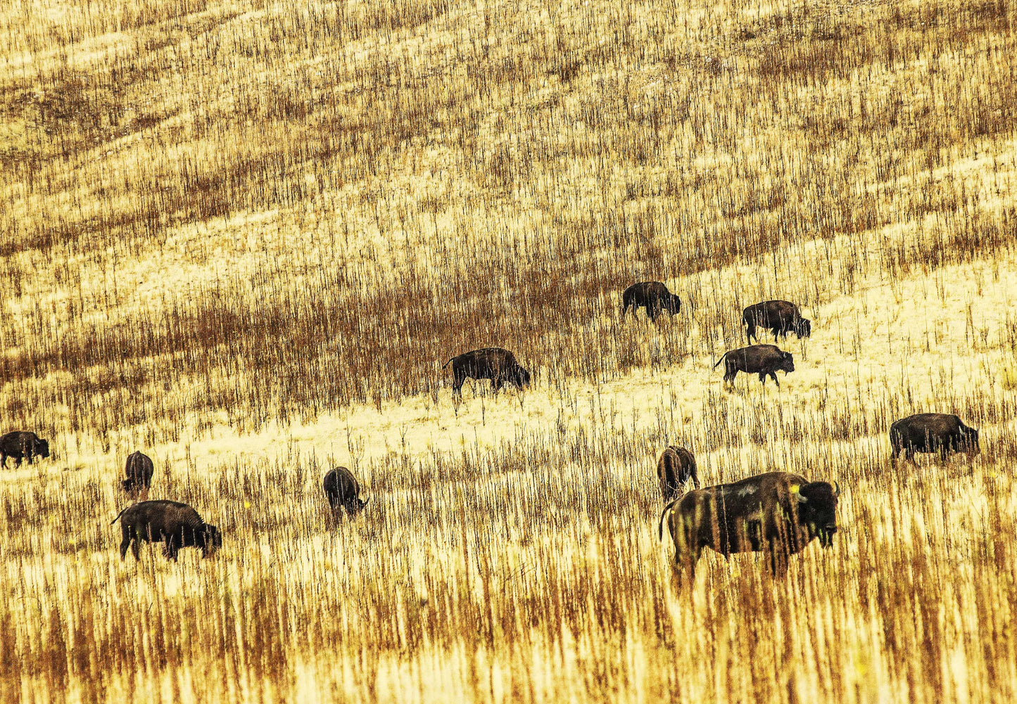 PORTRAIT OF BISON, Utah