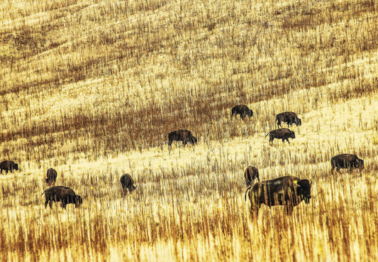 PORTRAIT OF BISON, Utah
