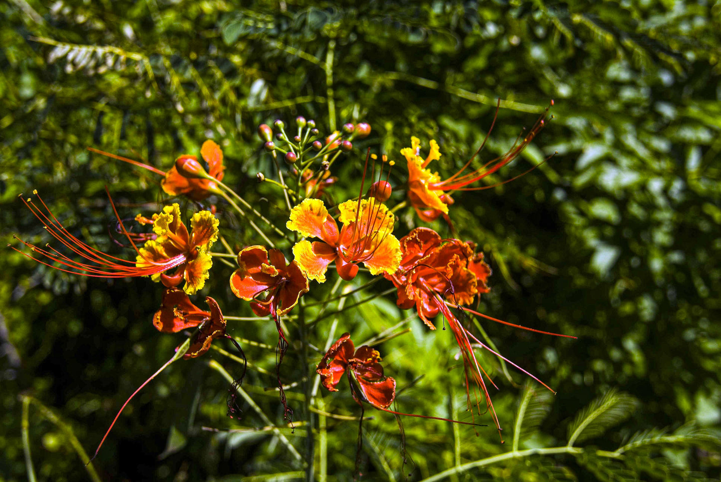 Alessandra Mattanza | INTENSITY, Guana Island, British Virgin Islands. Vivid colors reflect the rich fauna of Guana Island. Available as an art print of photographic print on acrylic glass.