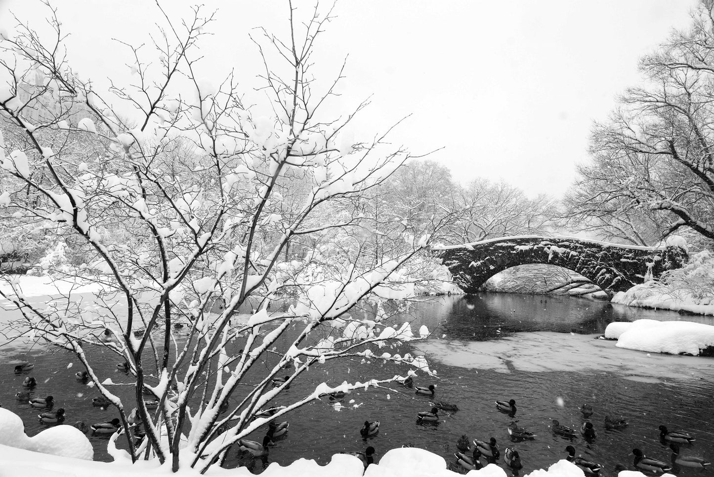 Gapstow Bridge and ducks on the lake help frame the tree in this snowy Central Park scene.
