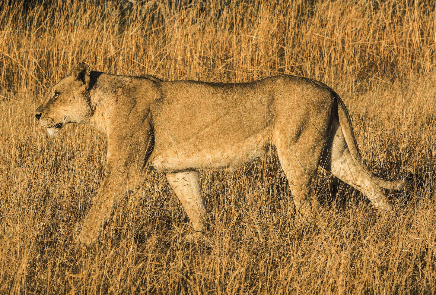 PRIDE TO BE, South Africa