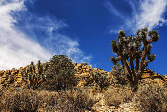 TOUCH THE SKY, Arizona