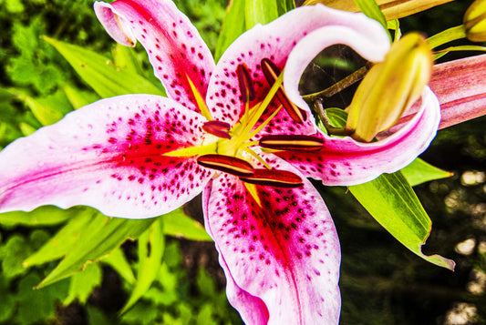 Alessandra Mattanza | LADY IN PINK, French Polynesia. The rich, vivid colors of the fauna in French Polynesia. Available as an art print or a photographic print on acrylic glass.