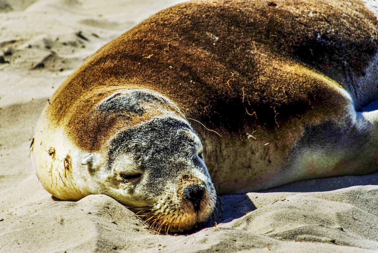 THE SLEEP, Australia