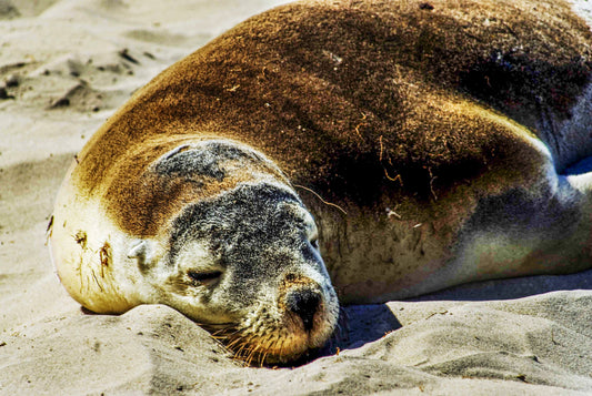 THE SLEEP, Australia