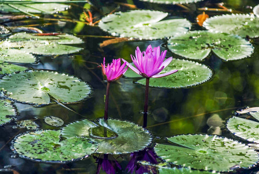 WATER DANCE, Aboriginal Land, Australia