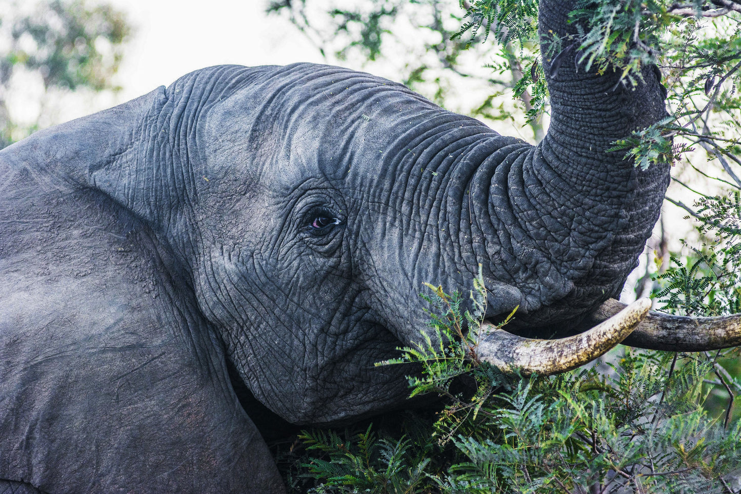 Alessandra Mattanza | EYE OF WISDOM, Great Kruger National Park, South Africa. One of the inhabitants of Great Kruger National Park gazes at us as we look back. Available as an art print or as a photographic print on acrylic glass.