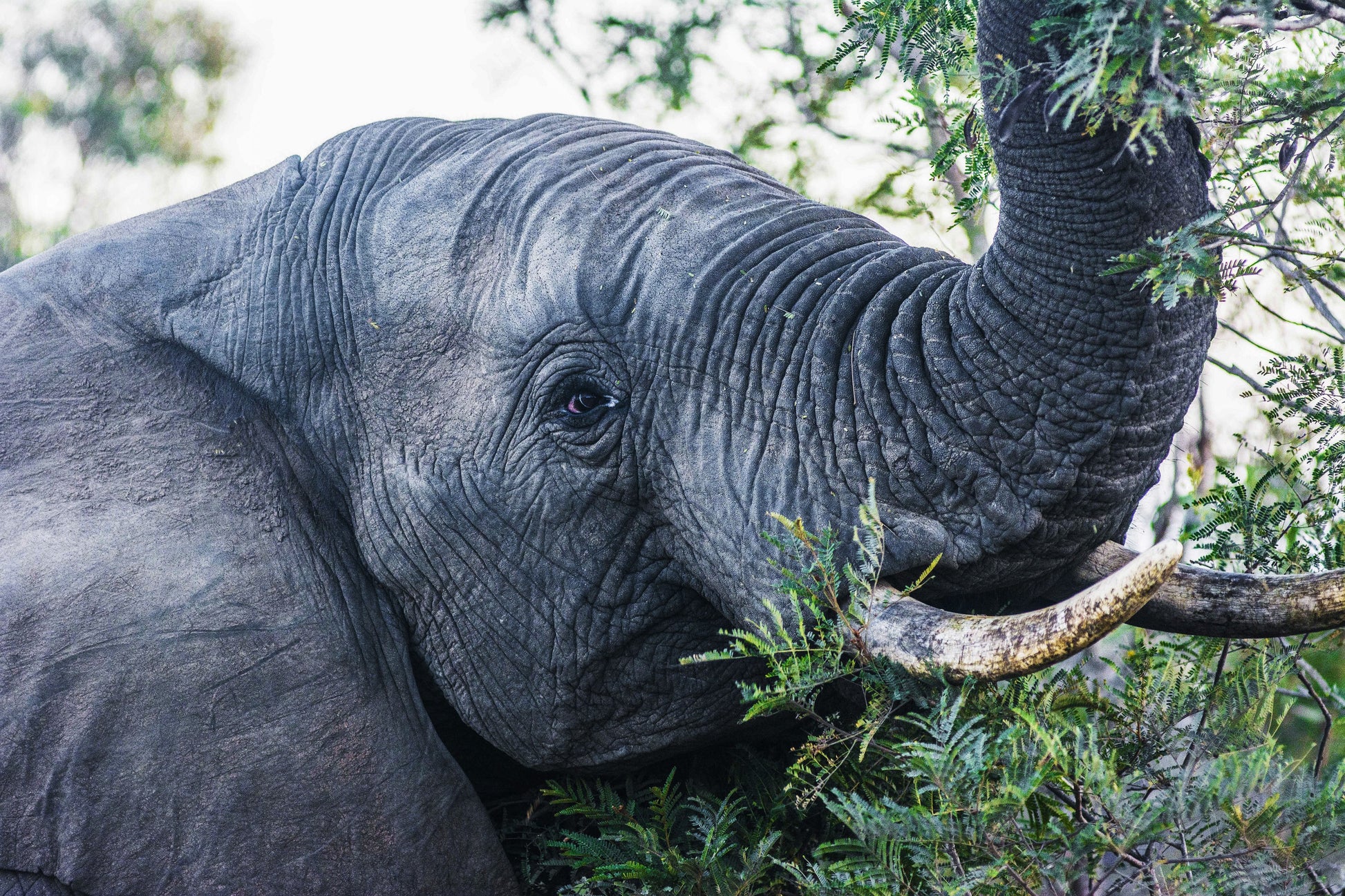 Alessandra Mattanza | EYE OF WISDOM, Great Kruger National Park, South Africa. One of the inhabitants of Great Kruger National Park gazes at us as we look back. Available as an art print or as a photographic print on acrylic glass.