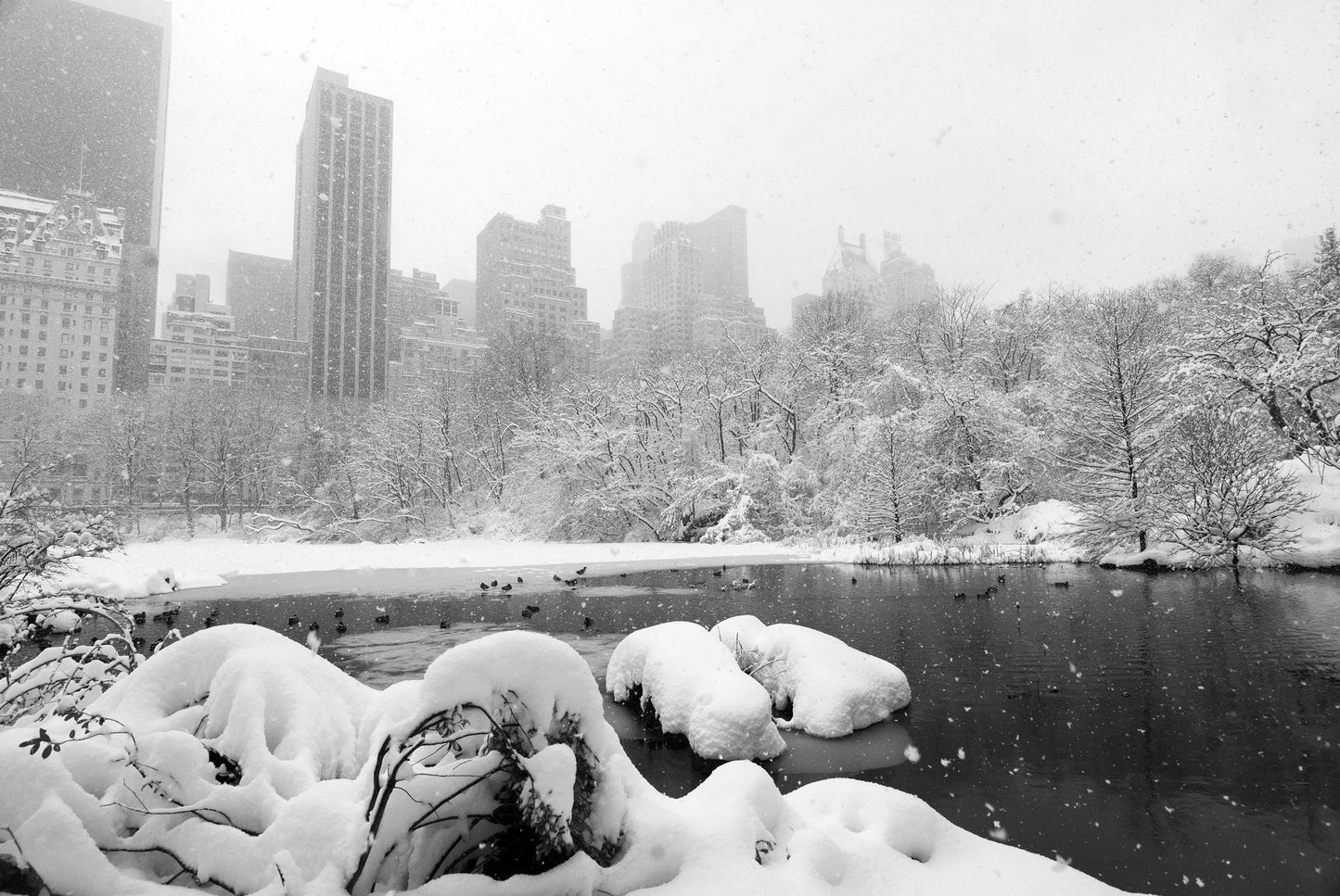 SERENDIPITY, Central Park, New York