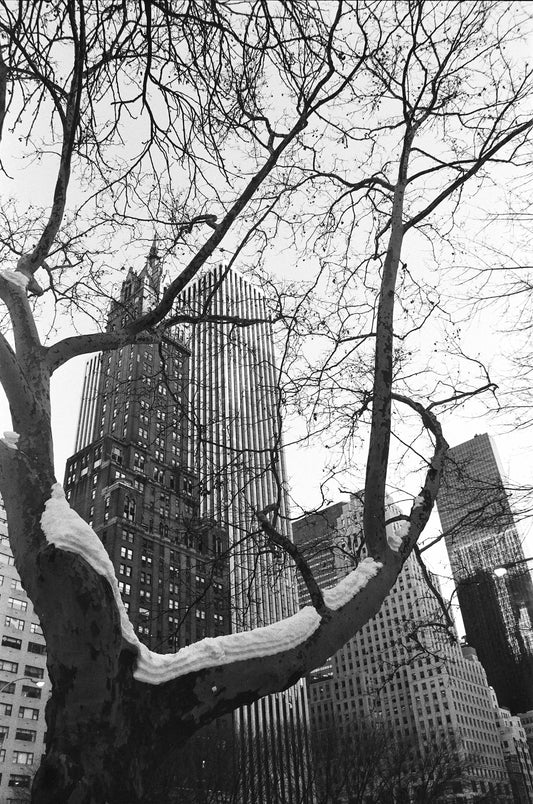 TREE HUG, Central Park, New York