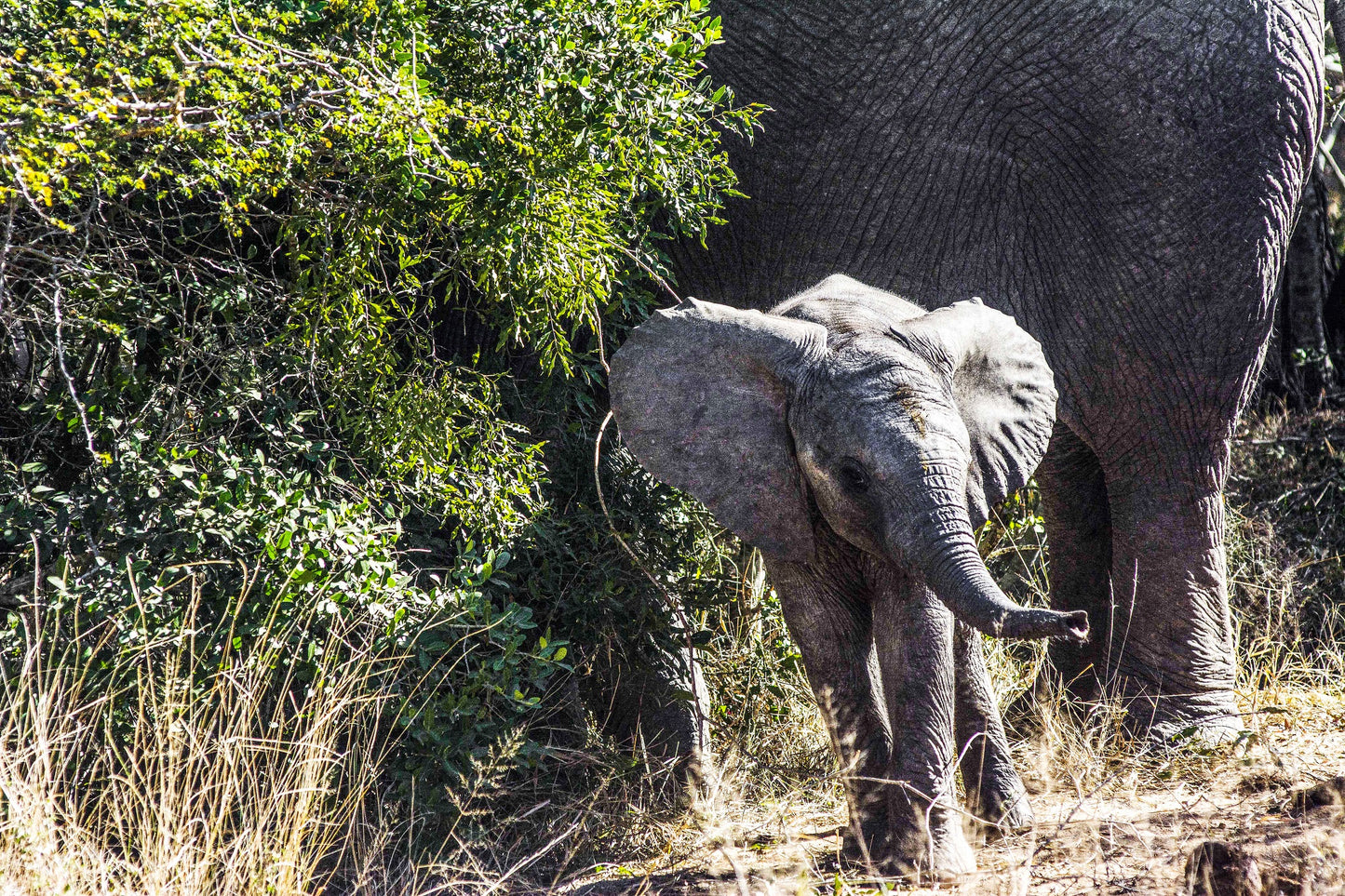 THE DARE, South Africa
