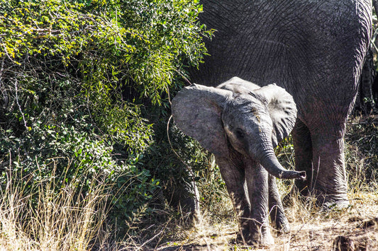 THE DARE, South Africa