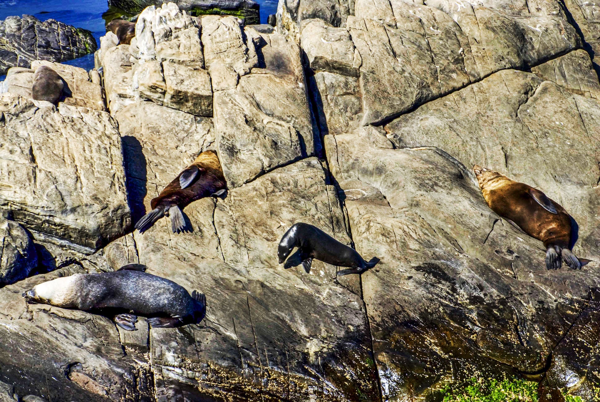 Alessandra Mattanza | CHILDREN OF THE SUN, South Africa. Brown (Cape) fur seals basking on a South African beach. Available as an art print or as a photographic print on acrylic glass.