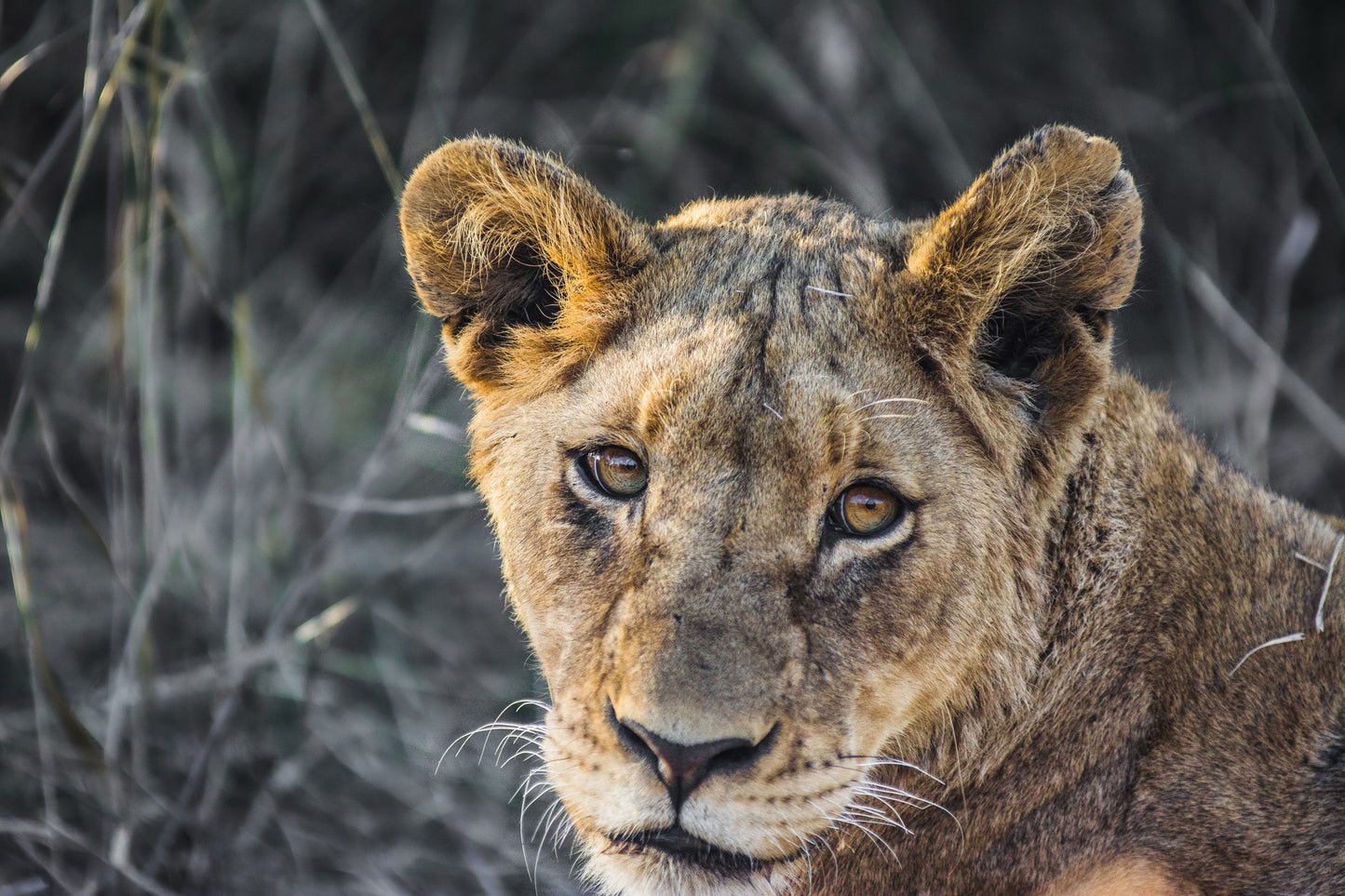 THE THOUGHT, South Africa