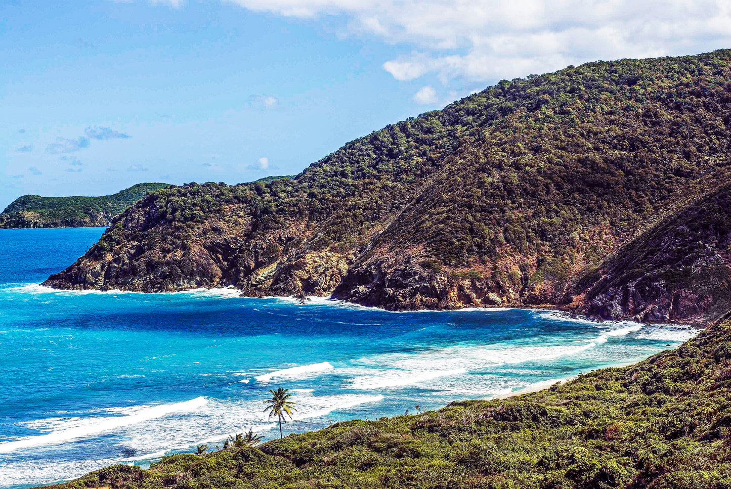 WHEN A PALM DARES, Guana Island, British Virgin Island