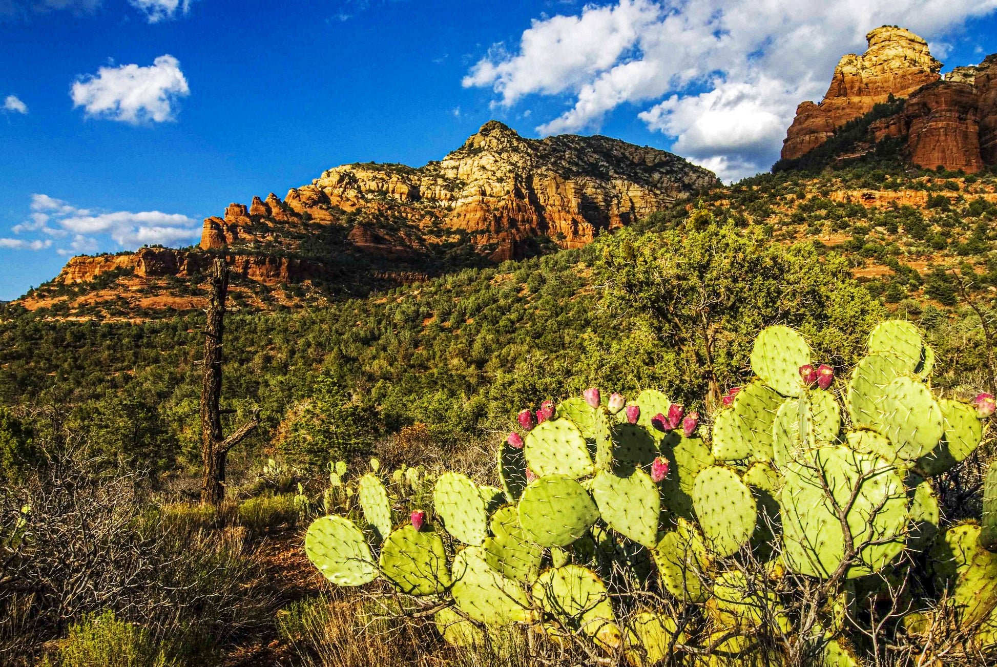 Alessandra Mattanza | CANVAS OF GREEN, Sedona, Arizona, USA. Lush green flora decorates the land near Bell Rock. Available as an art print or as a photographic print on acrylic glass.