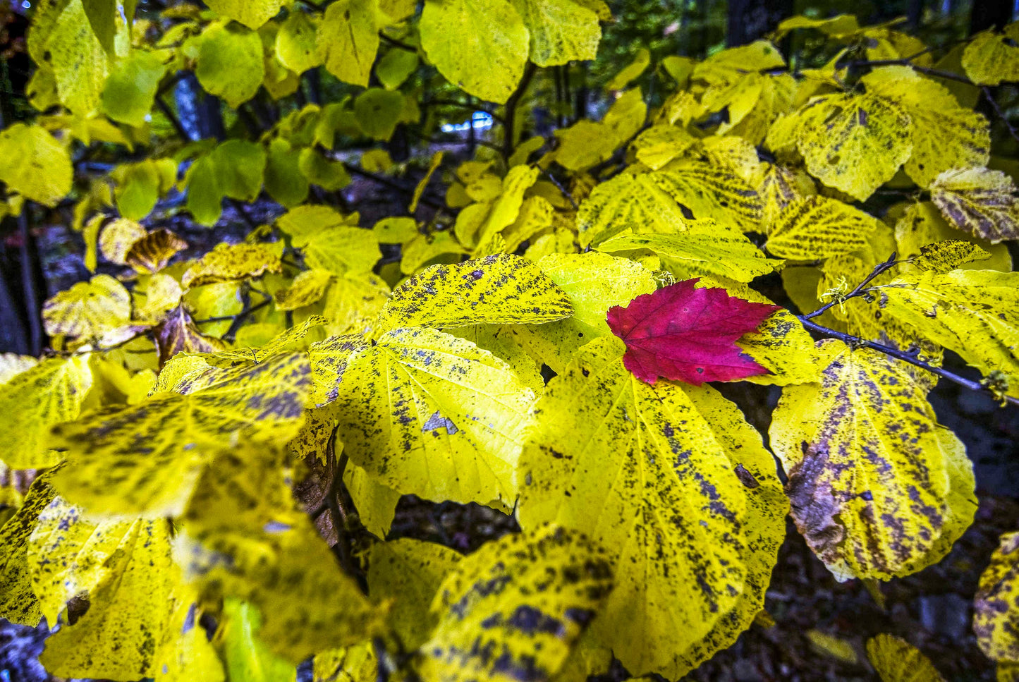 PATTERNS, New Hampshire, USA