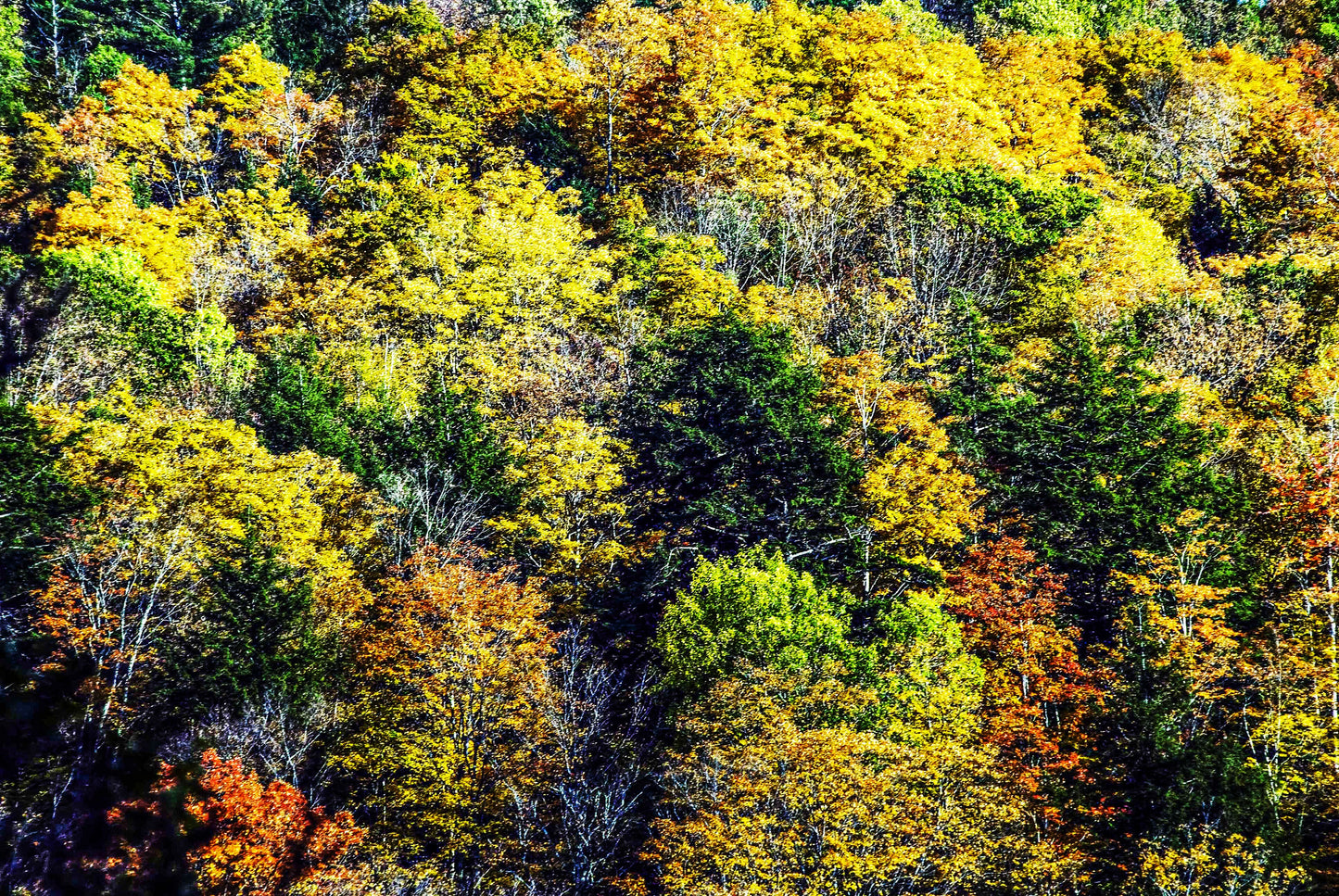 Alessandra Mattanza | AUTUMN GLORY, Vermont, USA. The vivid colors of the Vermont countryside in the fall. Available as an art print or as a photographic print on acrylic glass.