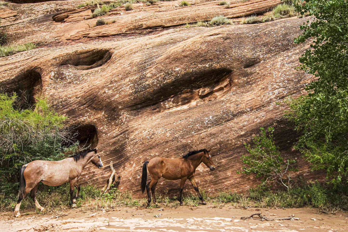 Alessandra Mattanza | BORN FREE, Canyon de Chelly, Arizona, USA. Wild horses in a wild environment. Available as an art print or as a photographic print on acrylic glass.