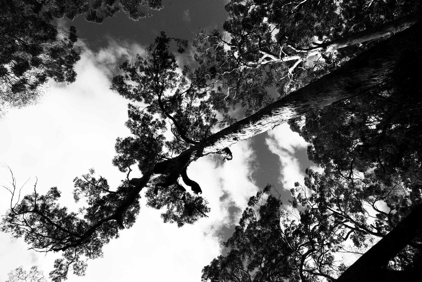 TREES - LIMITED EDITION with QUOTE, 59.4 × 84.1 cm