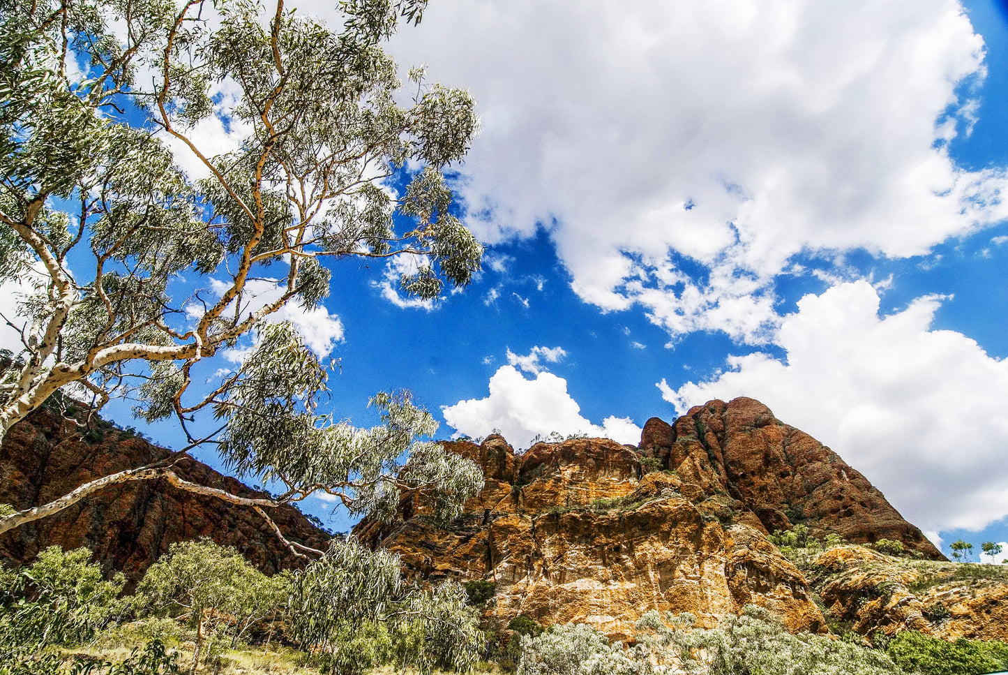 WHISPER OF A TREE, Echidna Chasm, Australia