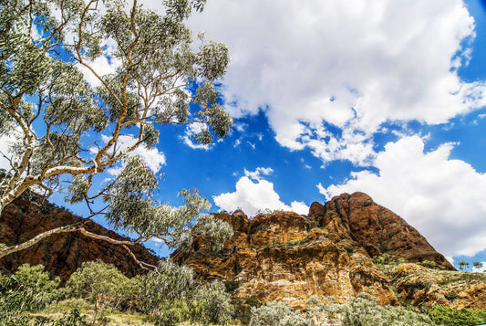 WHISPER OF A TREE, Echidna Chasm, Australia