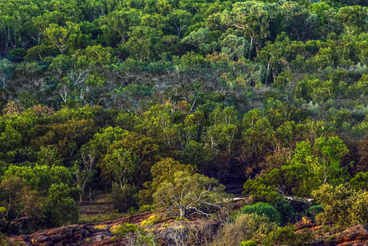 Alessandra Mattanza | DREAM OF A FOREST, Australia. The rich flora of Australias Kakadu National Park in the Northern Territory. Available as an art print or as a photographic print on acrylic glass.
