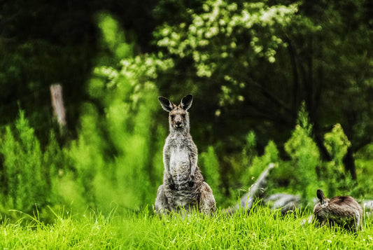 THE CHALLENGE, Australia
