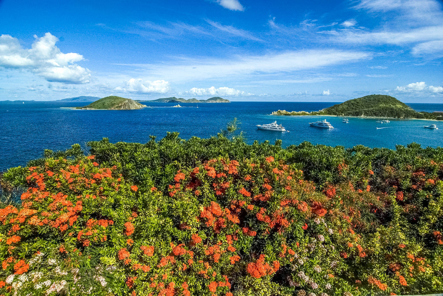 Alessandra Mattanza | CONTORTIONS OF RED, Peter Island, British Virgin Islands. Lush  red and green fauna frames the blue Caribbean seas. Available as an art print or as a photographic print on acrylic glass.