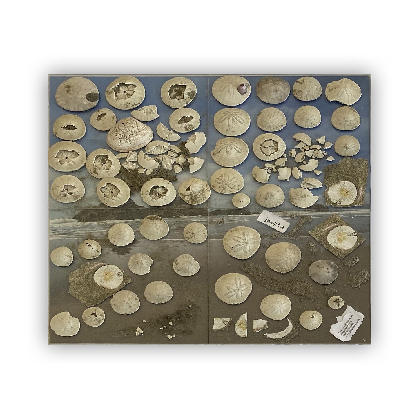 SAND DOLLARS ARE SOMETIMES SAID... - OCEAN BEACH, SAN FRANCISCO