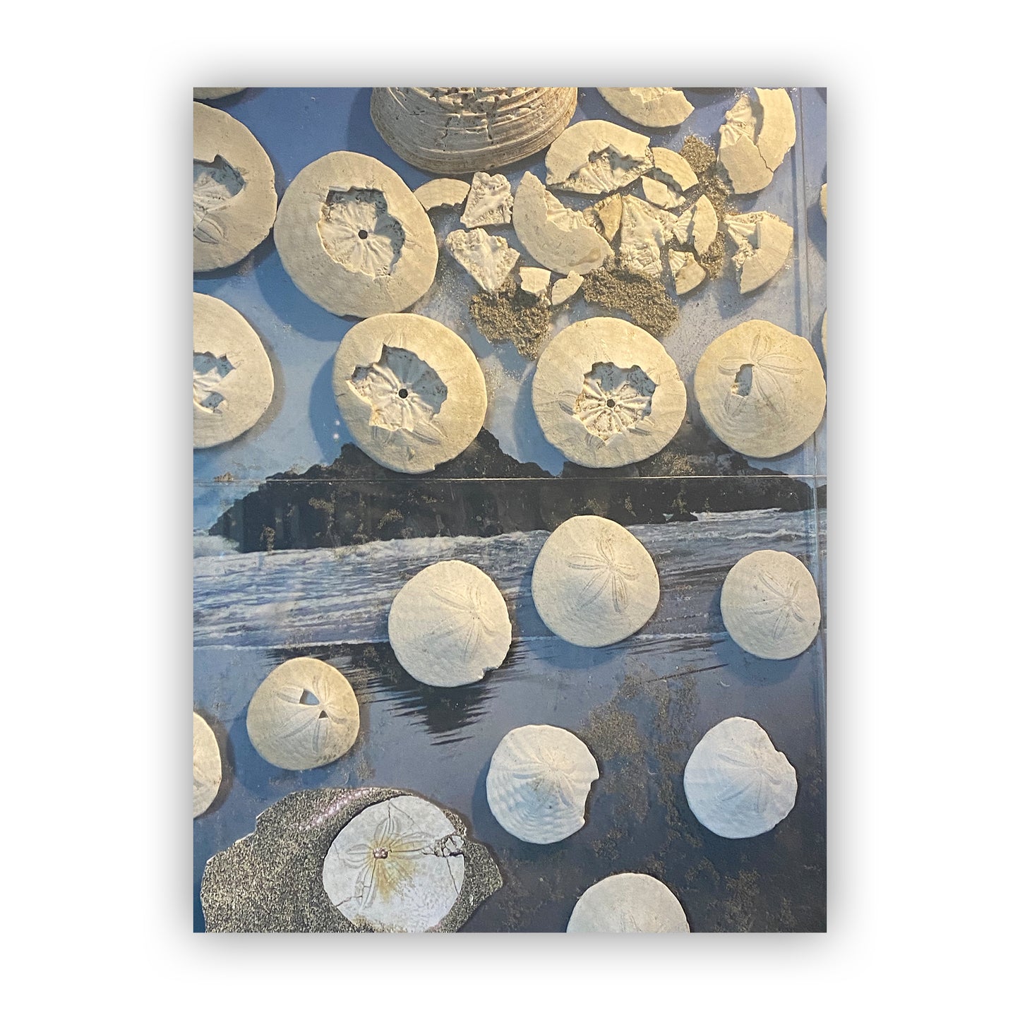 SAND DOLLARS ARE SOMETIMES SAID... - OCEAN BEACH, SAN FRANCISCO