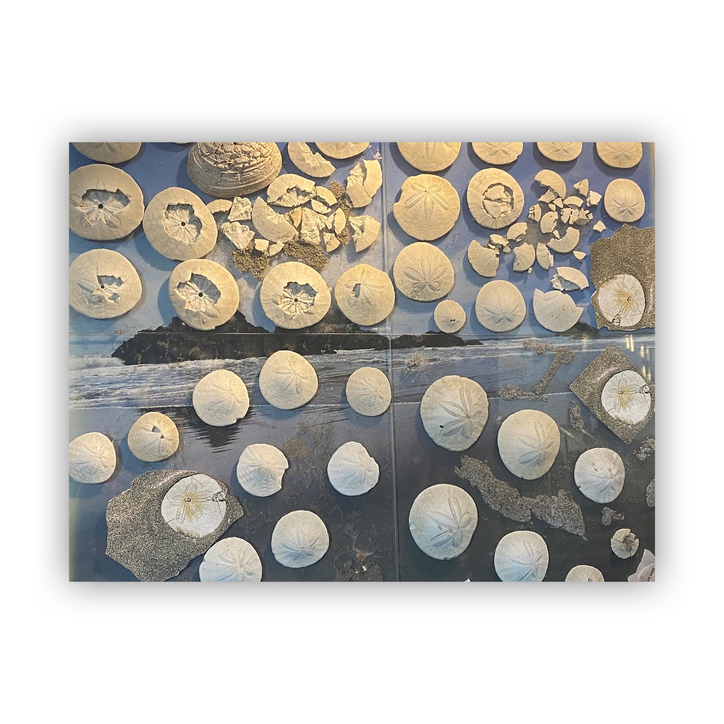 SAND DOLLARS ARE SOMETIMES SAID... - OCEAN BEACH, SAN FRANCISCO