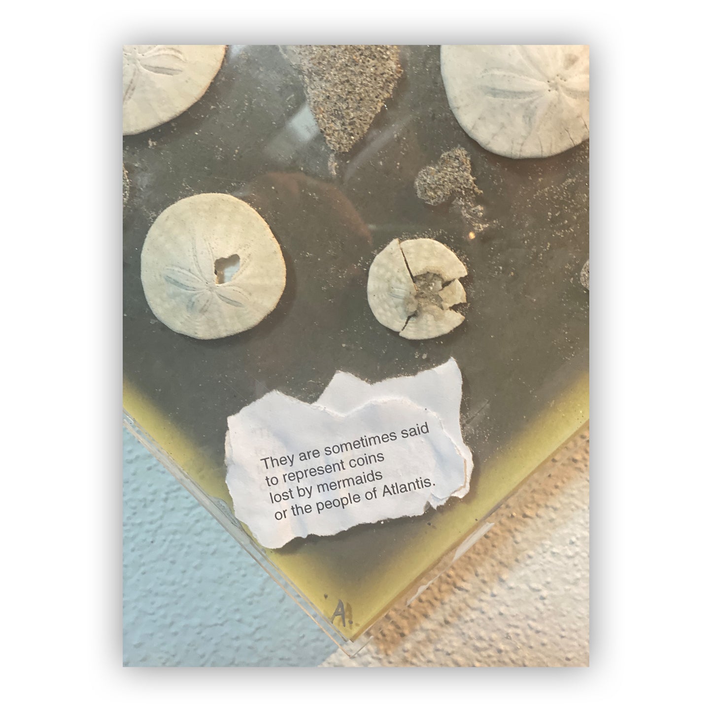 SAND DOLLARS ARE SOMETIMES SAID... - OCEAN BEACH, SAN FRANCISCO