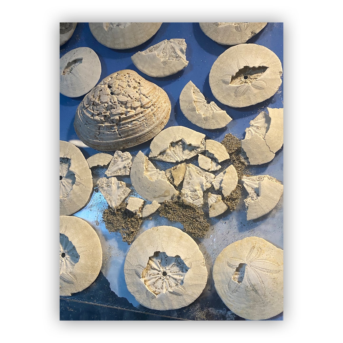 SAND DOLLARS ARE SOMETIMES SAID... - OCEAN BEACH, SAN FRANCISCO