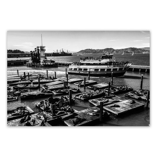 Alessandra Mattanza | LIFE, San Francisco. Seals bask on the piers as people travel the bay by ferry. Available as a photographic print on acrylic glass.