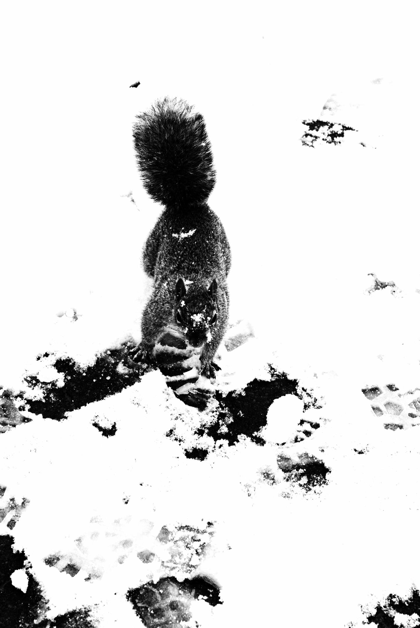 Alessandra Mattanza | DARE, New York. Braving winbter snow a daring squirrel ventures close hoping for a treat. Available as an art print or as a photographic print on acrylic glass.