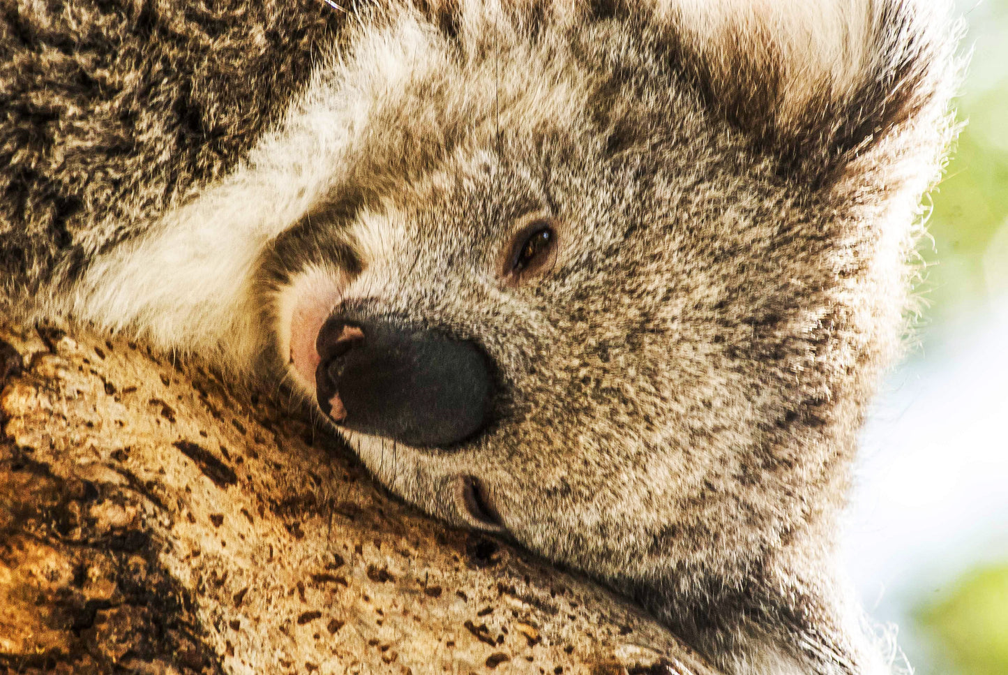 Alessandra Mattanza | LOST IN A DREAM, Australia. A dozing Koala lounges on its favorite branch. Available as an art print or photographic print on acrylic glass.