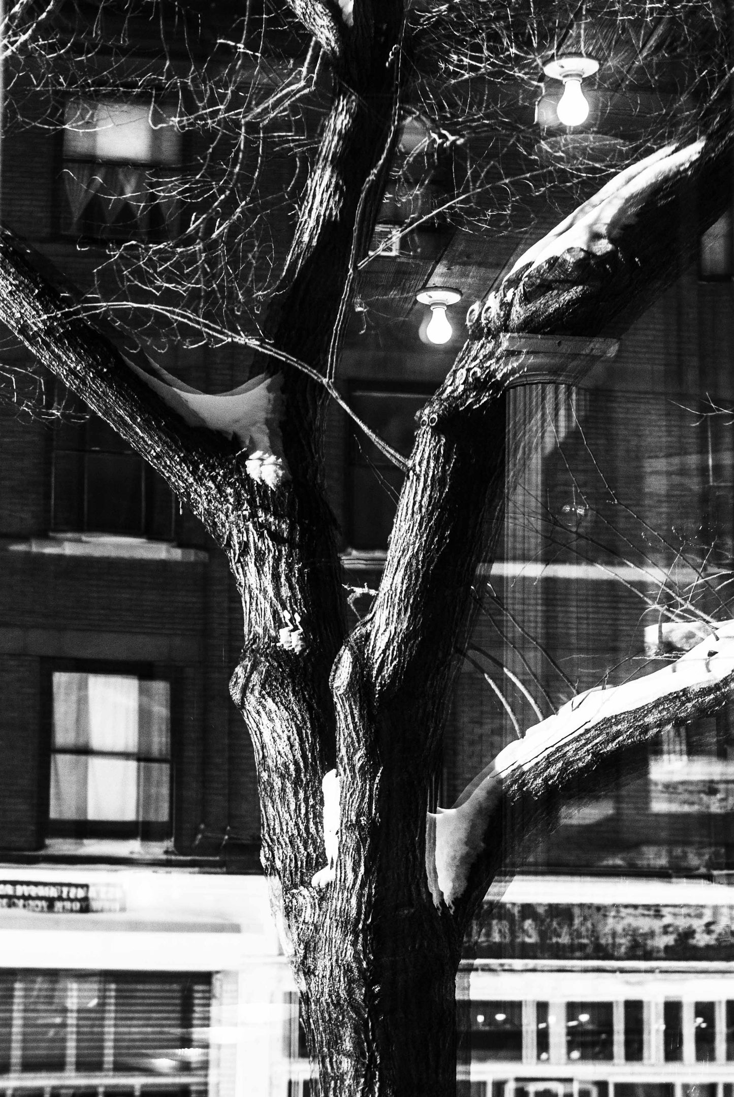 SHADOW OF A TREE, Upper West Side, New York
