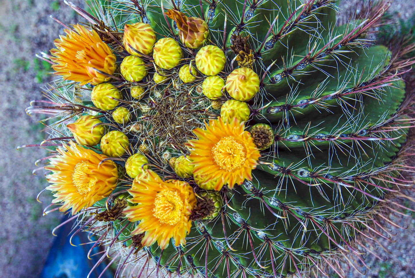 Alessandra Mattanza | BLOSSOM’S SPELL, Tucson, Arizona, USA. A cactus blooms in the Arizona desert. Available as an art print or as a photographic print on acrylic glass.