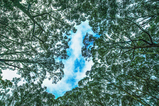 TREES ARABESQUE, Australia