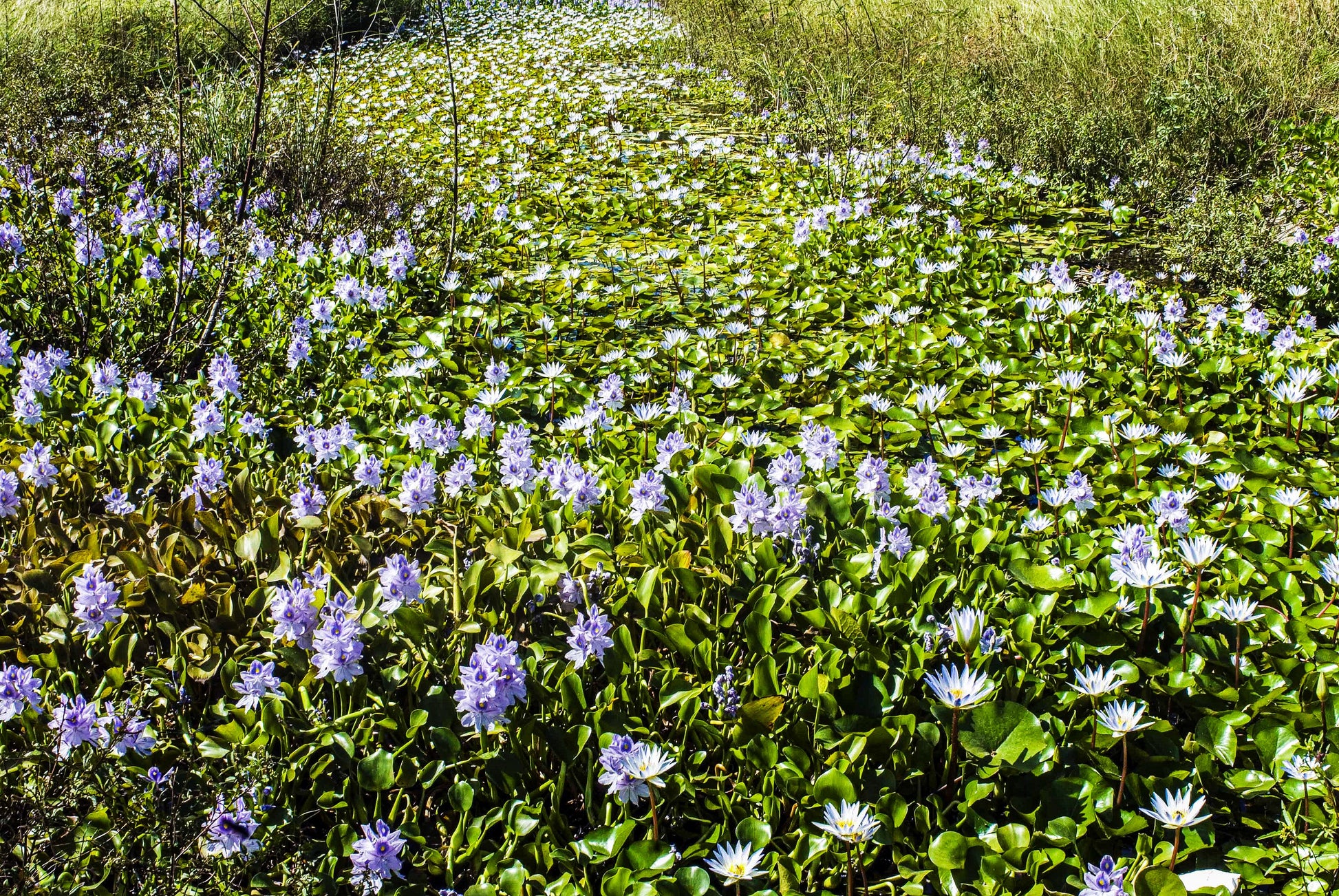 Alessandra Mattanza | FLOWER RIVER, Tortola, British Virgin Islands. Colorful blloms on the banks of the river, Tortola, British Virgin Islands. Available as an art print or as a photographic print on acrylic glass.