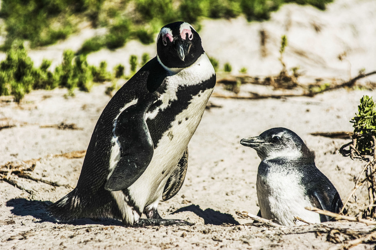 Alessandra Mattanza | CARING, Cape Peninsula, South Africa. African penguins on Boulders Beach, South Africa. Available as an art print or as a photographic print on acrylic glass.