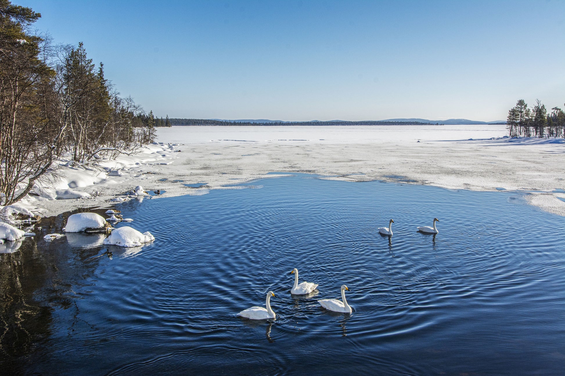 Alessandra Mattanza | CURIOSITY OF SWANS, Lapland, Finland. Whooper Swans, Finlands national bird, explore an icy lake in Lapland. Available as an art print or as a photographic print on acrylic glass.