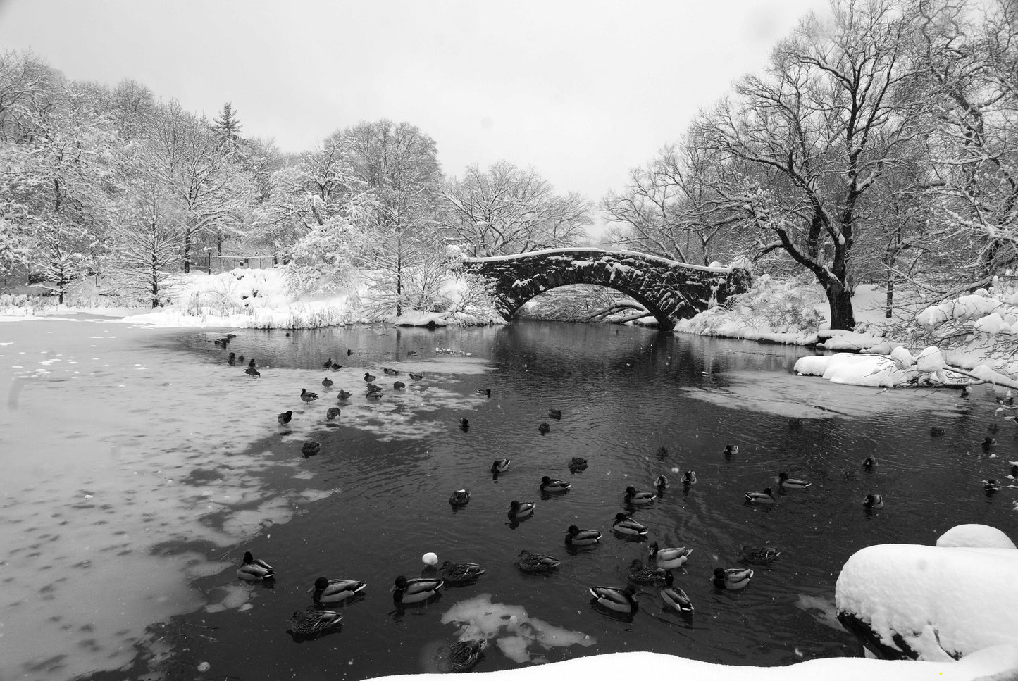 PEACE, Central Park, New York